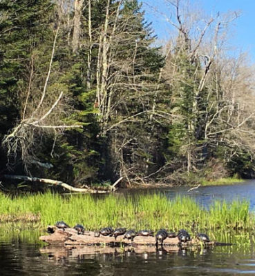 Runaround Pond with turtles